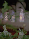 Illumine